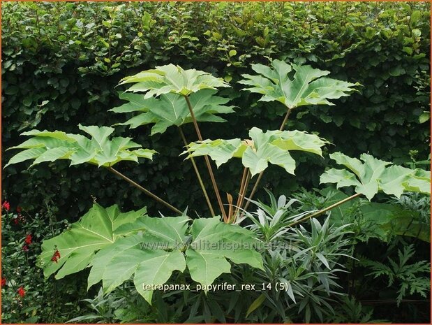 Tetrapanax papyrifer 'Rex' | Rijstpapierplant