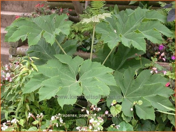 Tetrapanax papyrifer 'Rex' | Rijstpapierplant