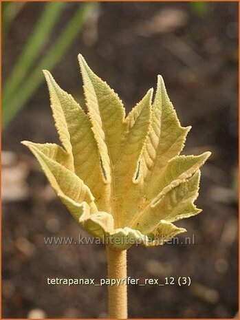 Tetrapanax papyrifer 'Rex' | Rijstpapierplant