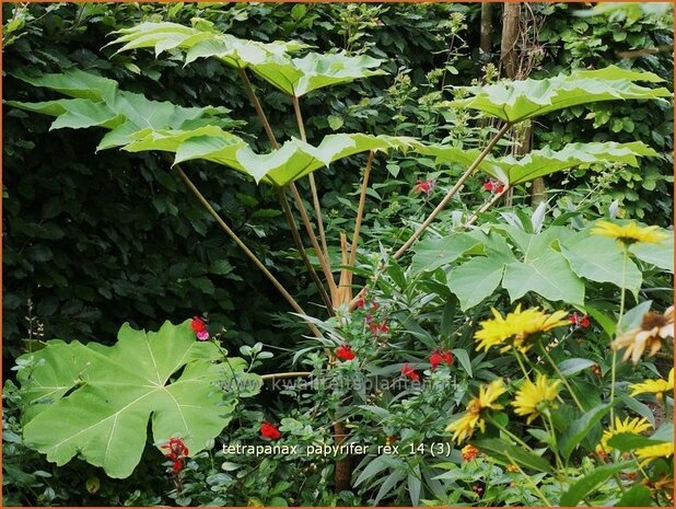 Tetrapanax papyrifer 'Rex' | Rijstpapierplant