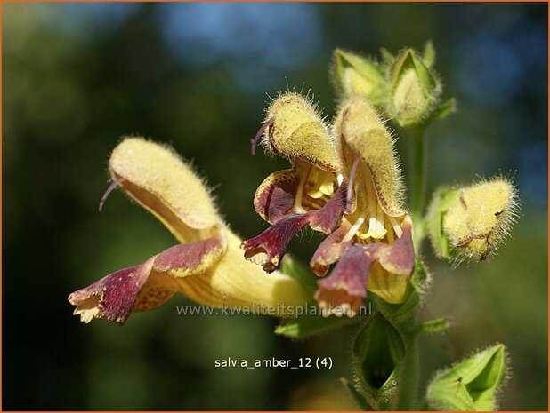 Salvia 'Amber' | Salie, Salvia | Salbei | Sage