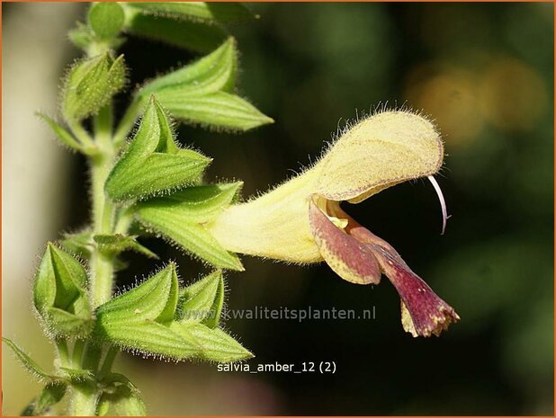 Salvia 'Amber' | Salie, Salvia | Salbei | Sage