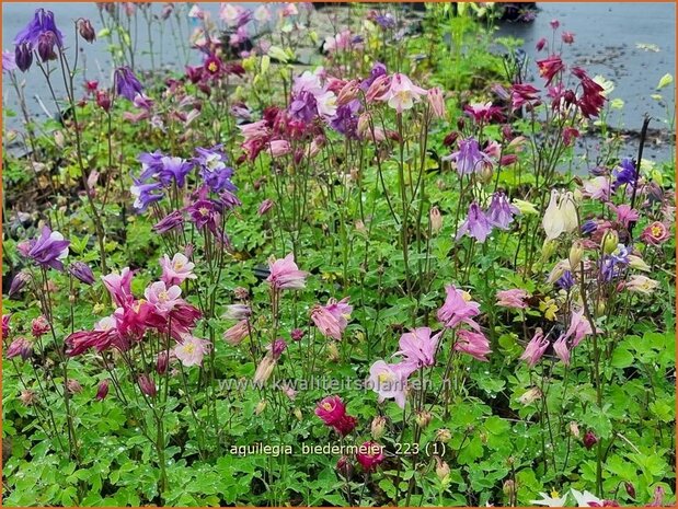 Aquilegia 'Biedermeier' | Akelei | Akelei | Columbine