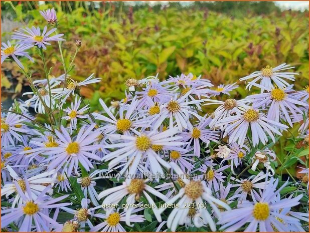 Aster pyrenaeus 'Lutetia' | Aster | Pyrenäen-Aster | Pyrenees Aster