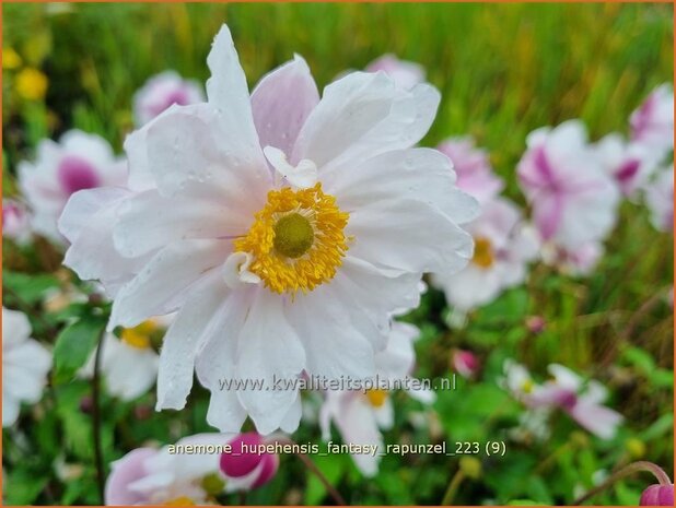 Anemone hupehensis 'Fantasy Rapunzel' | Herfstanemoon, Japanse anemoon, Anemoon | Herbstanemone | Japanese Anemon