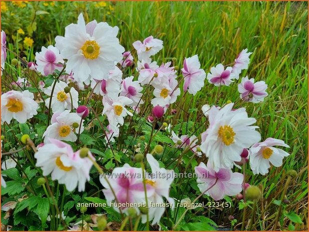 Anemone hupehensis 'Fantasy Rapunzel' | Herfstanemoon, Japanse anemoon, Anemoon | Herbstanemone | Japanese Anemon