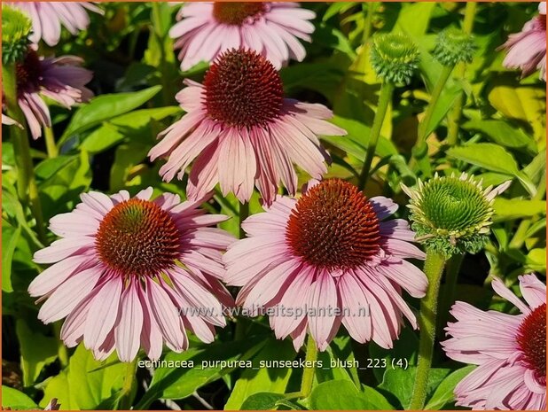 Echinacea purpurea 'SunSeekers Blush' | Rode zonnehoed, Zonnehoed | Roter Sonnenhut | Purple Coneflower