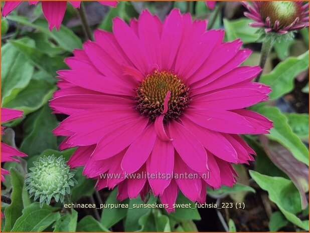 Echinacea purpurea 'SunSeekers Sweet Fuchsia' | Rode zonnehoed, Zonnehoed | Roter Sonnenhut | Purple Coneflower