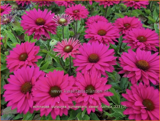 Echinacea purpurea 'SunSeekers Sweet Fuchsia' | Rode zonnehoed, Zonnehoed | Roter Sonnenhut | Purple Coneflower