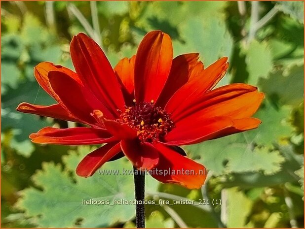 Heliopsis helianthoides 'Fire Twister' | Zonneoog | Gewöhnliches Sonnenauge | Rough Heliopsis