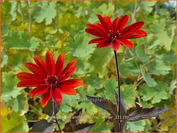 Heliopsis helianthoides 'Fire Twister' | Zonneoog | Gewöhnliches Sonnenauge | Rough Heliopsis