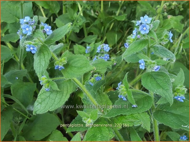 Pentaglottis sempervirens | Overblijvende ossentong, Groene ossentong | Grüne Ochsenzunge | Green Alkanet