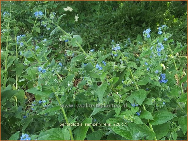 Pentaglottis sempervirens | Overblijvende ossentong, Groene ossentong | Grüne Ochsenzunge | Green Alkanet