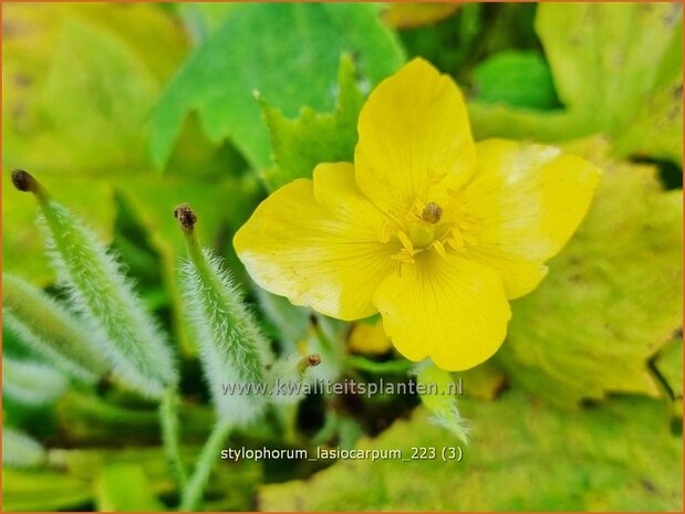 Stylophorum lasiocarpum | Bosklaproos | Schöllkrautmohn | Celandine Poppy