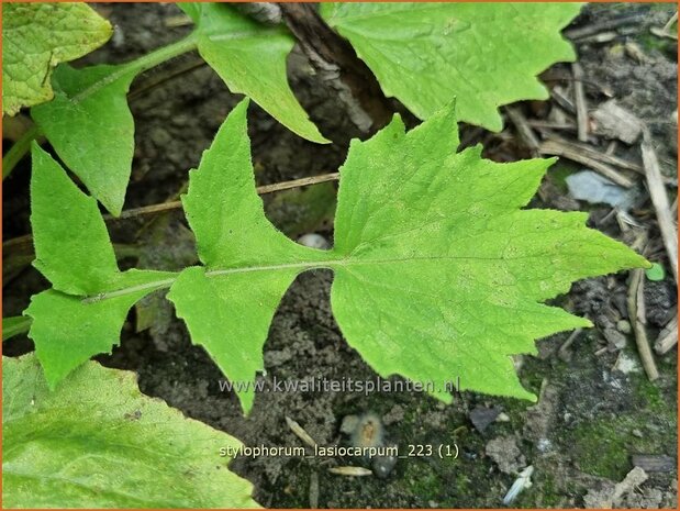 Stylophorum lasiocarpum | Bosklaproos | Schöllkrautmohn | Celandine Poppy