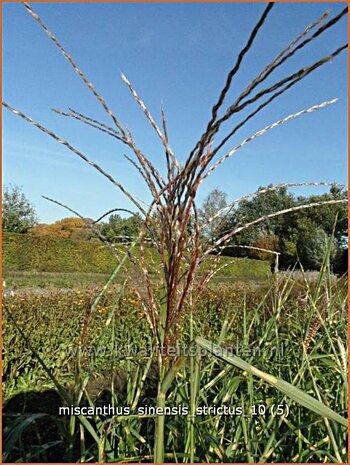 Miscanthus sinensis 'Strictus' | Zebragras, Prachtriet, Chinees riet, Japans sierriet | Zebraschilf | Zebra grass