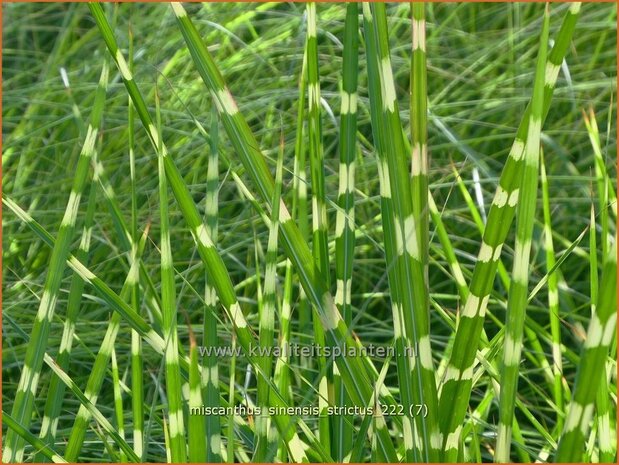 Miscanthus sinensis 'Strictus' | Zebragras, Prachtriet, Chinees riet, Japans sierriet | Zebraschilf | Zebra grass