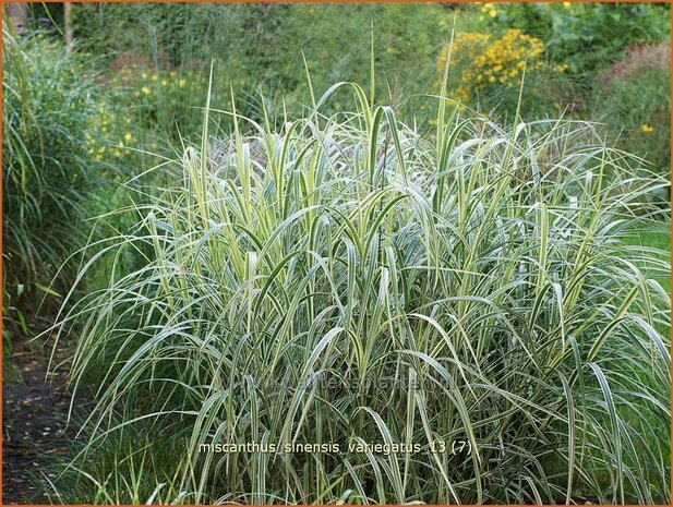 Miscanthus sinensis 'Variegatus' | Chinees prachtriet, Chinees riet, Japans sierriet, Sierriet | Chinaschilf | Eulali