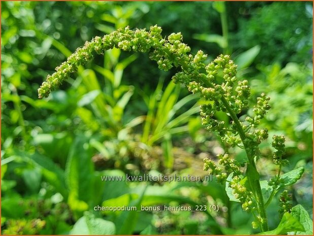 Chenopodium bonus-henricus | Brave Hendrik, Ganzenvoet | Guter Heinrich | Good-King-Henry