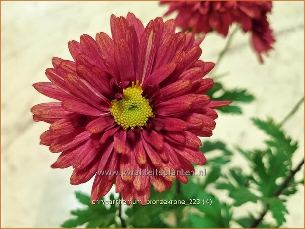 Chrysanthemum 'Bronzekrone' | Tuinchrysant, Chrysant | Herbstchrysantheme | Chrysanthemum