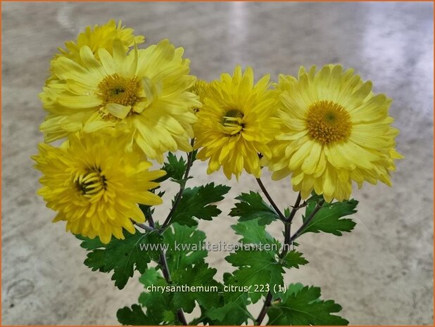 Chrysanthemum 'Citrus' | Tuinchrysant, Chrysant | Herbstchrysantheme | Chrysanthemum