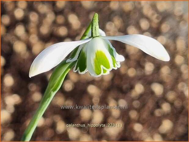 Galanthus 'Hippolyta' | Sneeuwklokje | Schneetröpfchen | Snowdrop