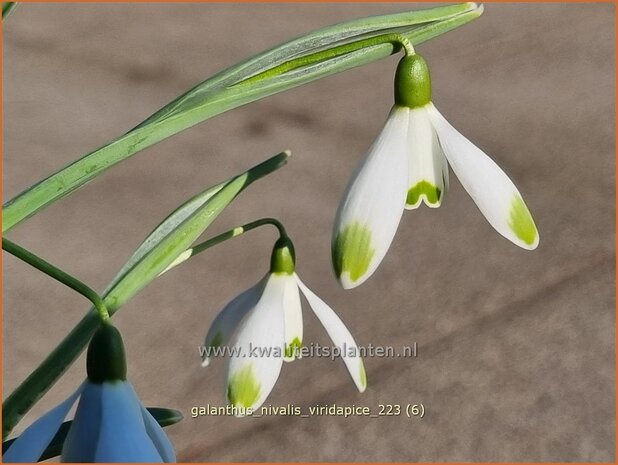 Galanthus nivalis 'Viridapice' | Gewoon sneeuwklokje, Sneeuwklokje | Kleines Schneeglöckchen | Common Snowdrop