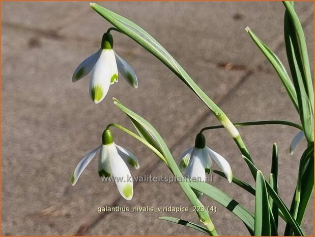 Galanthus nivalis 'Viridapice' | Gewoon sneeuwklokje, Sneeuwklokje | Kleines Schneeglöckchen | Common Snowdrop