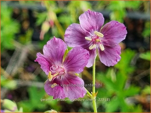 Geranium phaeum 'Rothbury Cherry' | Donkere ooievaarsbek, Ooievaarsbek, Tuingeranium, Geranium | Brauner Storchsc