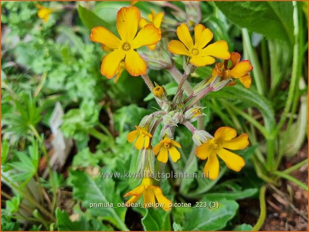 Primula 'Oakleaf Yellow Picotee' | Sleutelbloem | Primel | Primrose