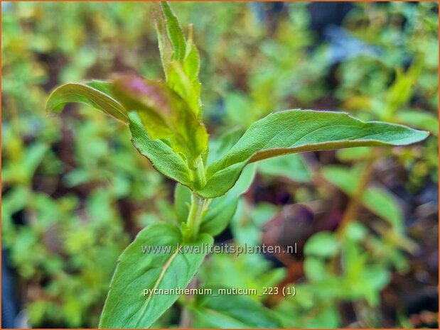 Pycnanthemum muticum | Bergmunt | Grannenlose Scheinbergminze | Big Leaf Mountain Mint