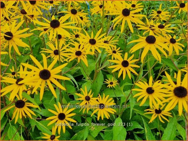 Rudbeckia fulgida 'Forever Gold' | Zonnehoed | Gewöhnlicher Sonnenhut | Black Eyed Susan