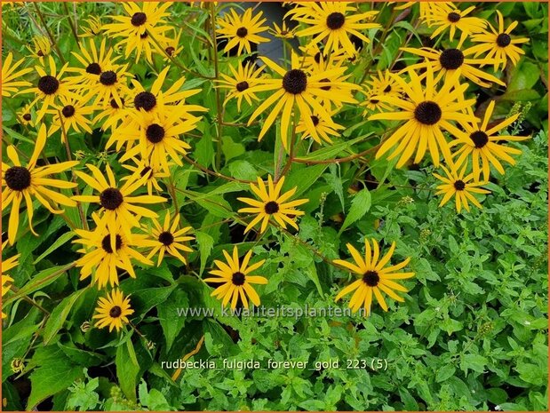 Rudbeckia fulgida 'Forever Gold' | Zonnehoed | Gewöhnlicher Sonnenhut | Black Eyed Susan