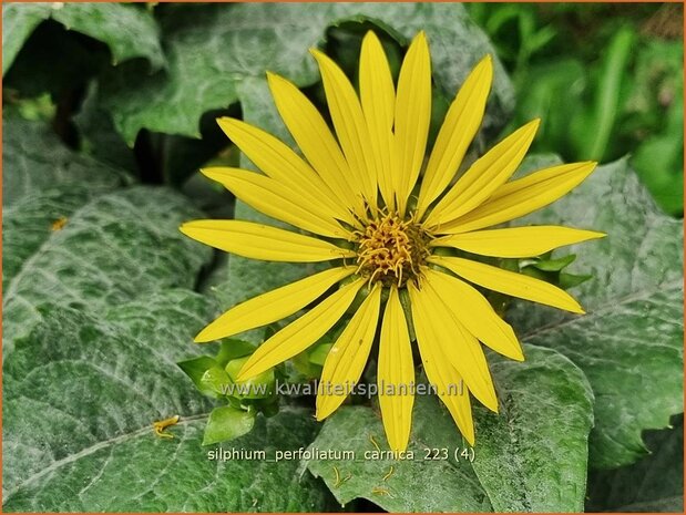 Silphium perfoliatum 'Carnica' | Zonnekroon, Silphie | Durchwachsene Silphie | Cup Plant