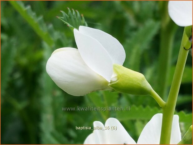 Baptisia alba | Valse indigo, Indigolupine | Weißblühende Färberhülse | White Wild Indigo