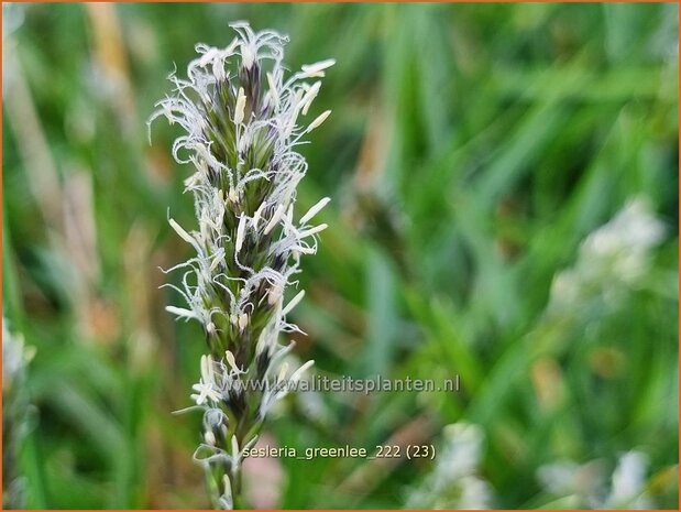 Sesleria 'Greenlee Hybrid' | Blauwgras | Blaugras | Blue Moor Grass