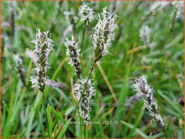 Sesleria 'Greenlee Hybrid' | Blauwgras | Blaugras | Blue Moor Grass