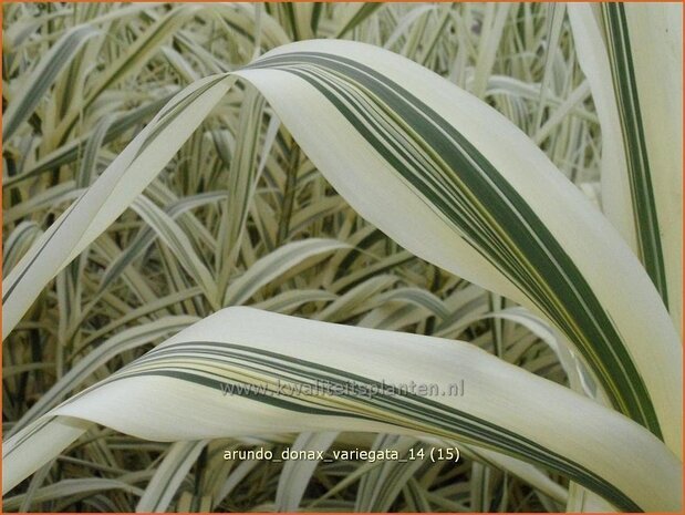 Arundo donax &#39;Variegata&#39; (pot 11 cm)