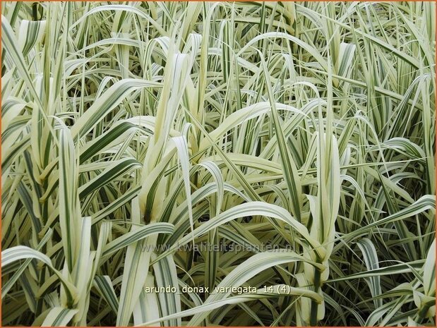 Arundo donax &#39;Variegata&#39; (pot 11 cm)