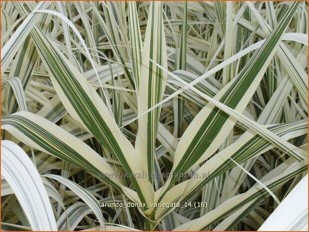 Arundo donax 'Variegata' | Pijlriet, Reuzenriet