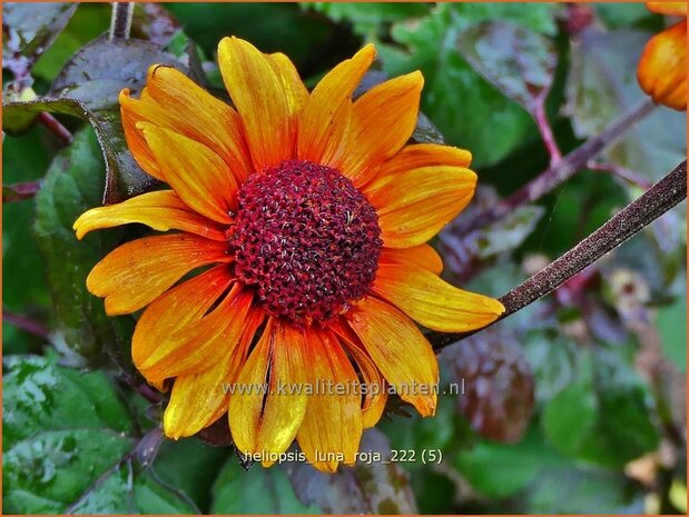 Heliopsis helianthoides 'Luna Roja' | Zonneoog | Gewöhnliches Sonnenauge | Rough Heliopsis