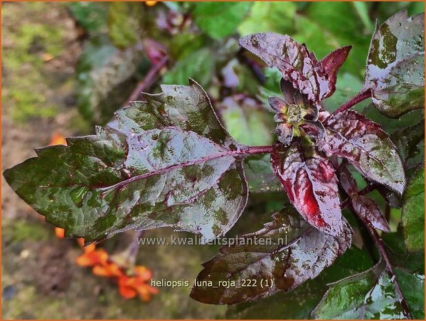 Heliopsis helianthoides 'Luna Roja' | Zonneoog | Gewöhnliches Sonnenauge | Rough Heliopsis