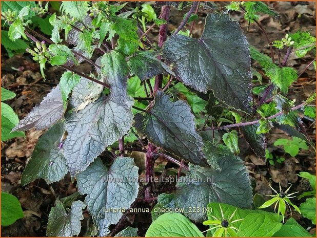 Lunaria annua 'Chedglow' | Judaspenning | Einjähriges Silberblatt | Money Plant