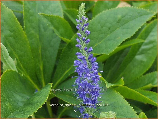 Veronica spicata 'Blaufuchs' | Aarereprijs, Ereprijs | Ähren-Ehrenpreis