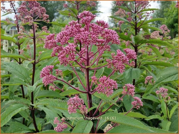 Eupatorium maculatum 'Hageveld' | Koninginnekruid, Leverkruid | Gefleckter Wasserdost | Spotted Joe Pye Weed