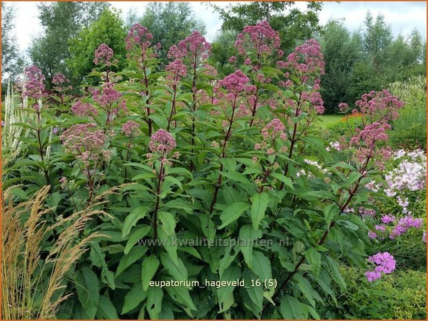 Eupatorium maculatum 'Hageveld' | Koninginnekruid, Leverkruid | Gefleckter Wasserdost | Spotted Joe Pye Weed