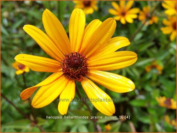 Heliopsis helianthoides 'Prairie Sunset' | Zonneoog | Gewöhnliches Sonnenauge | Rough Heliopsis