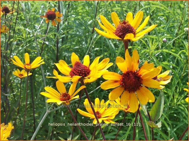 Heliopsis helianthoides 'Prairie Sunset' | Zonneoog | Gewöhnliches Sonnenauge | Rough Heliopsis