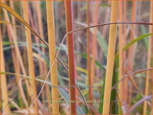 Molinia arundinacea 'Dark Beauty' | Pijpenstrootje | Hohes Pfeifengras | Tall Purple Moorgrass