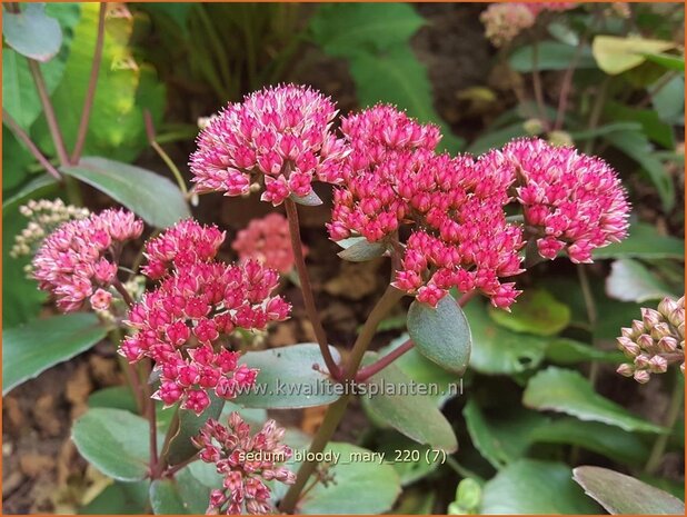 Sedum 'Bloody Mary' | Hemelsleutel, Vetkruid | Fettblatt | Stonecrop